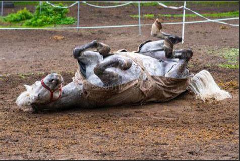 Mid-winter Blanket Repair - Horse Illustrated